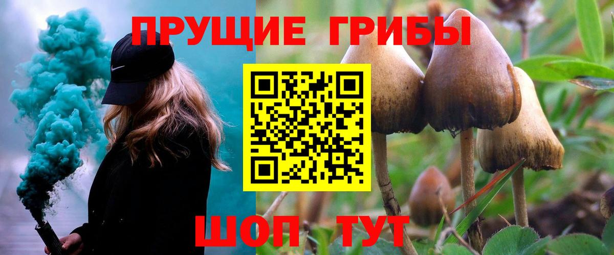 Псилоцибиновые грибы прущие грибы  цены наркотик  Мценск  Псилоцибиновые грибы Psilocybine cubensis  Вход с VPN 